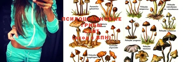 кокс Дмитров